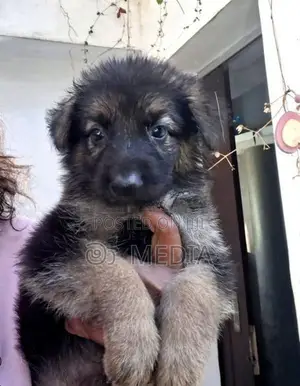 German Shepherd Puppy