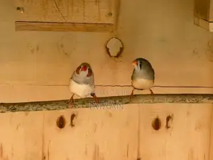 Finches Birds