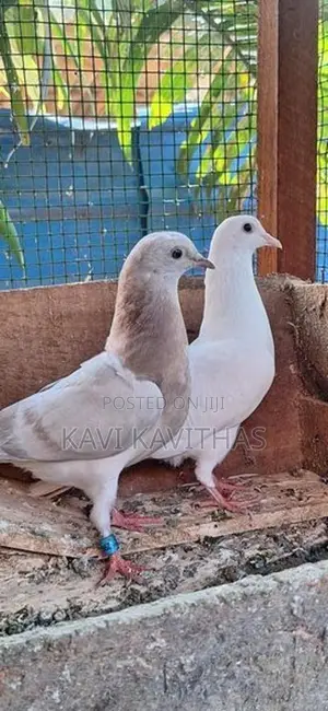 Pigeons