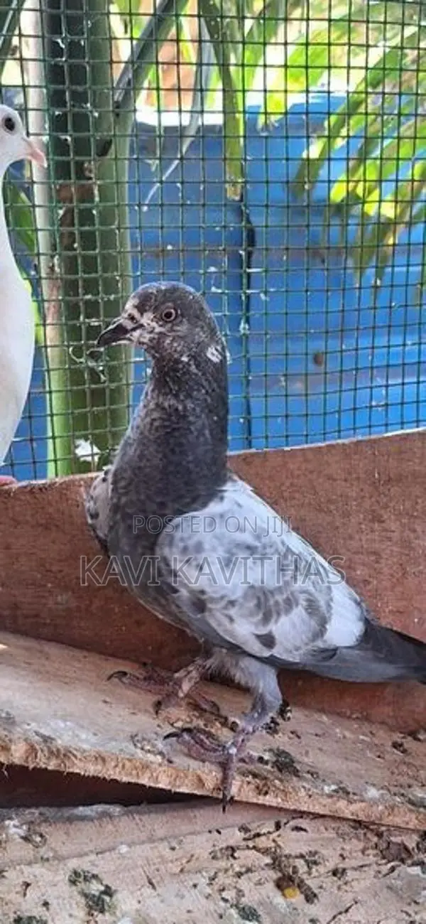 Pigeons