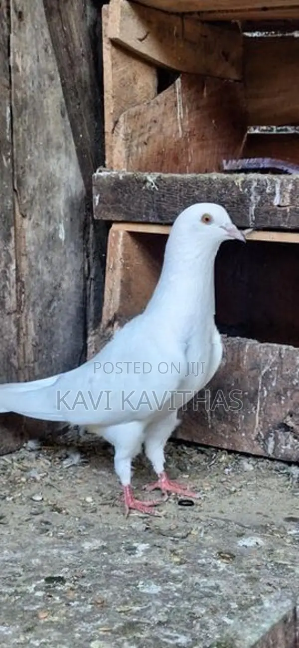 Pigeons