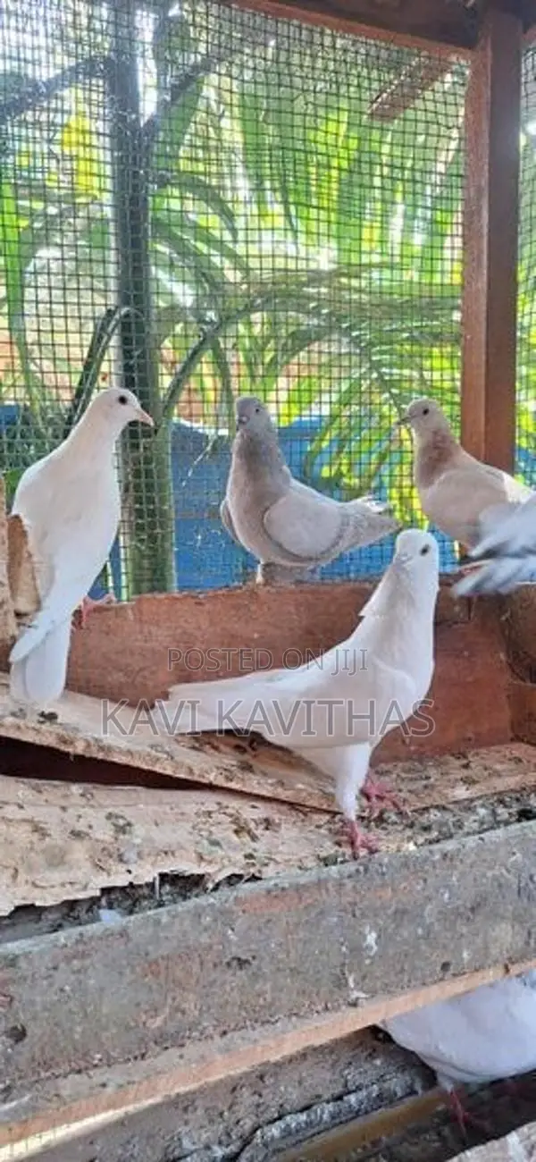 Pigeons