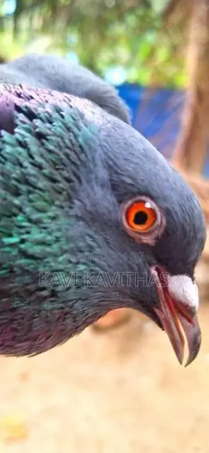 Pigeons