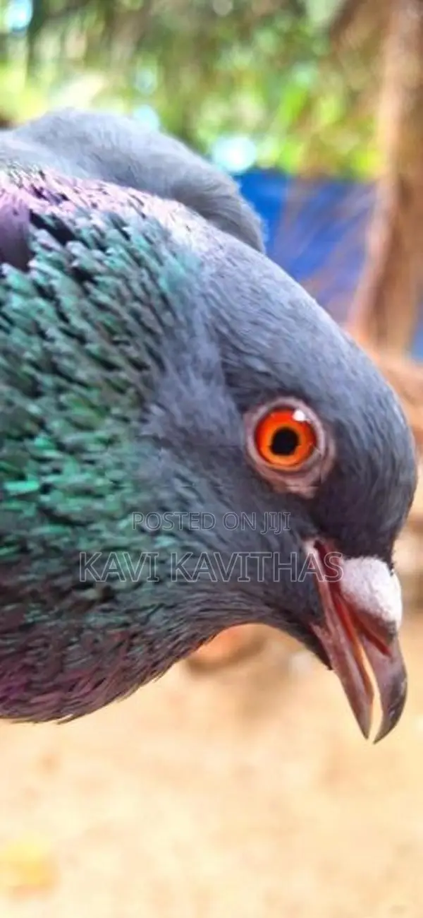 Pigeons