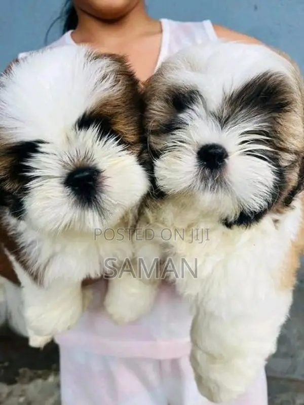 Shih Tzu Puppy