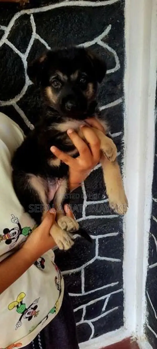 German Shepherd Puppy