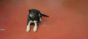 German Shepherd Puppy
