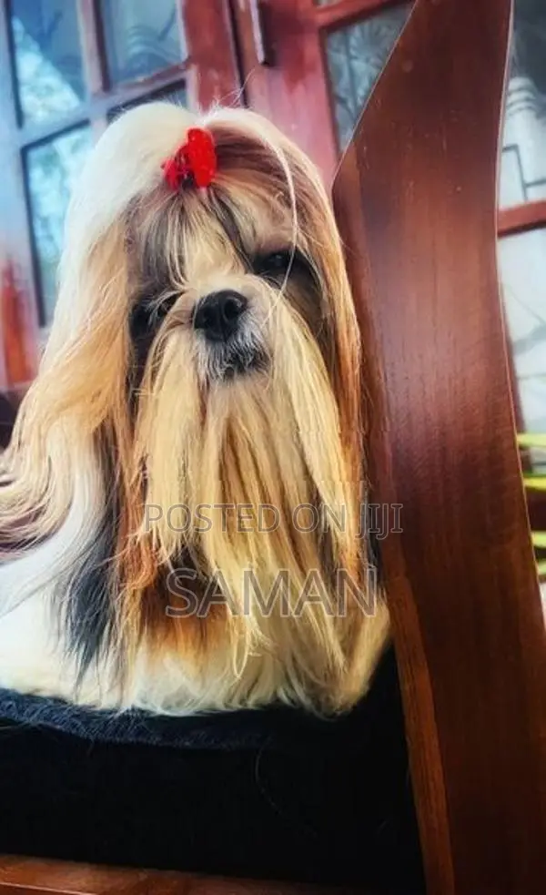 Shih Tzu Puppy