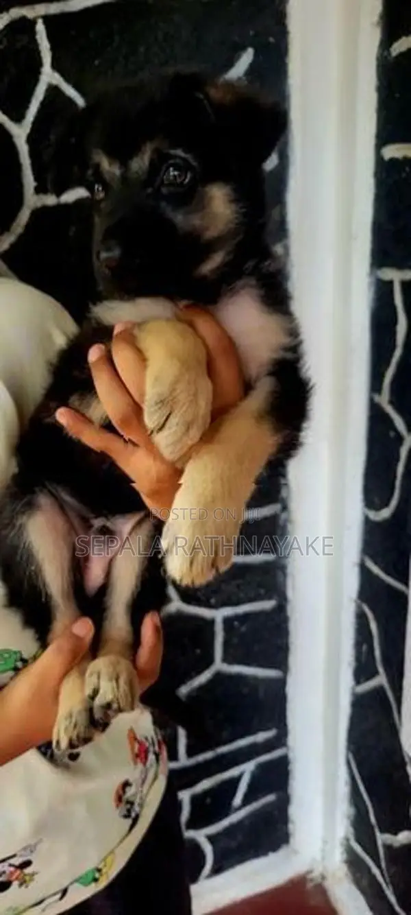 German Shepherd Puppy