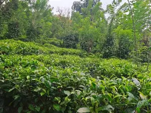 ගත්ත ගමන් ආදායමක් ගන්න අක්කර 6.5 ක ඉඩම හා නිවස