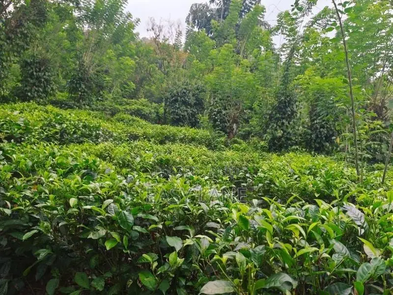 ගත්ත ගමන් ආදායමක් ගන්න අක්කර 6.5 ක ඉඩම හා නිවස