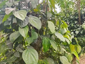 ගත්ත ගමන් ආදායමක් ගන්න අක්කර 6.5 ක ඉඩම හා නිවස