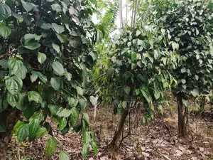 ගත්ත ගමන් ආදායමක් ගන්න අක්කර 6.5 ක ඉඩම හා නිවස