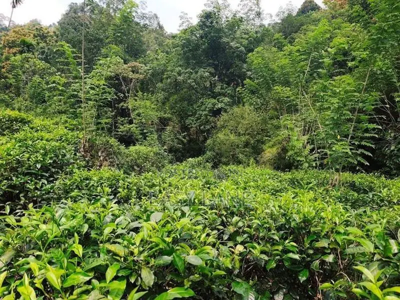 ගත්ත ගමන් ආදායමක් ගන්න අක්කර 6.5 ක ඉඩම හා නිවස