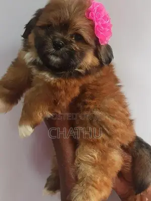 Shih Tzu Puppies