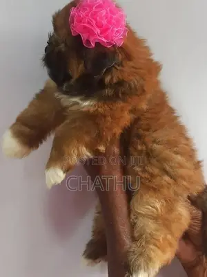 Shih Tzu Puppies