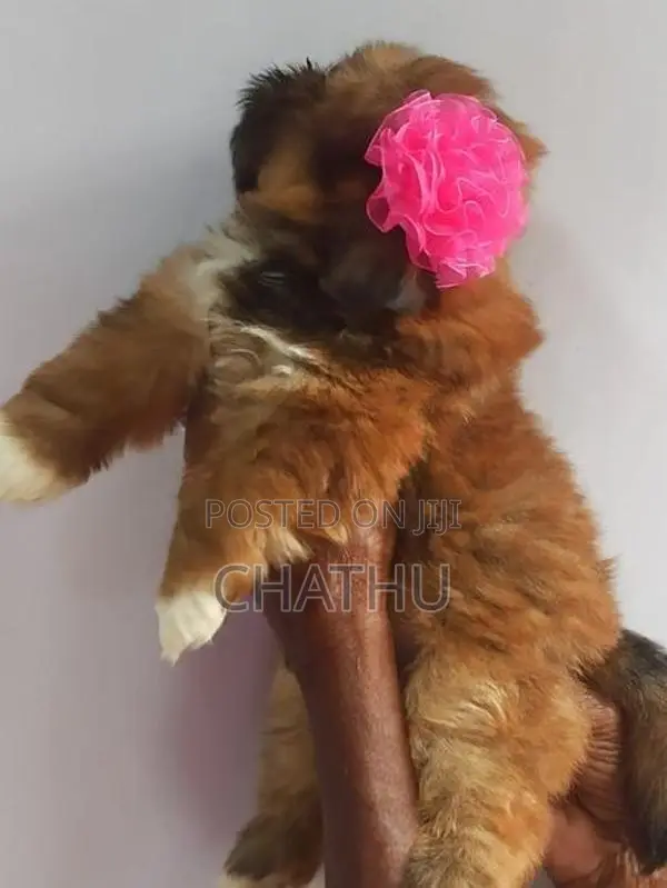 Shih Tzu Puppies