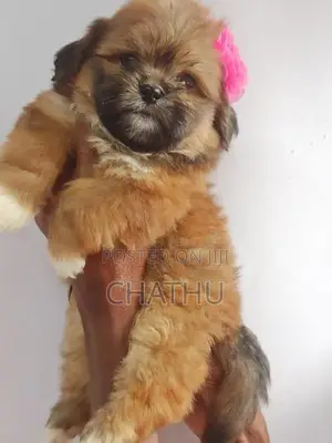 Shih Tzu Puppy