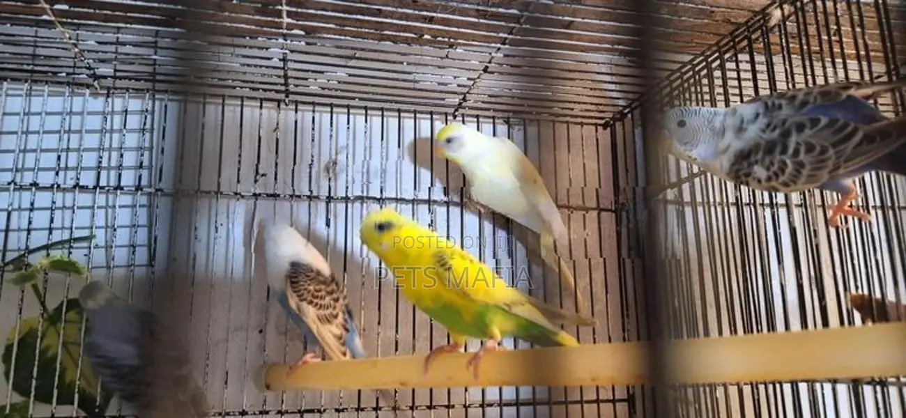 Love Birds