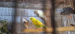 Love Birds