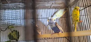 Love Birds