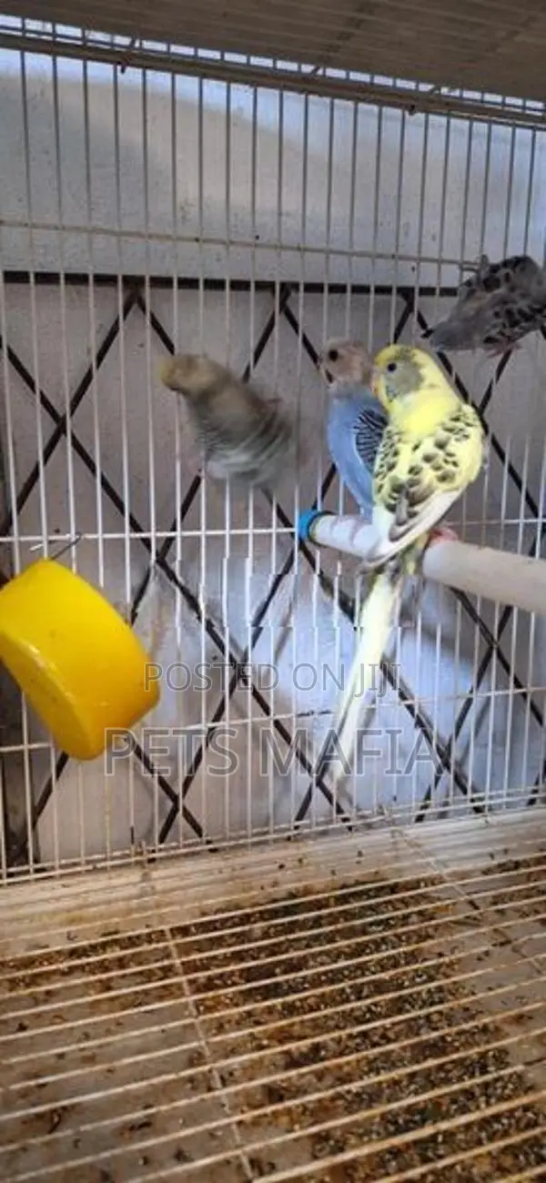 Love Birds