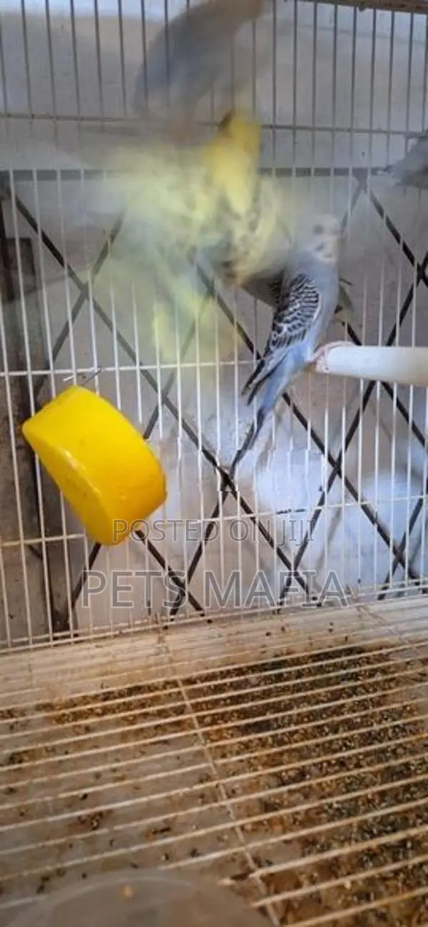 Love Birds