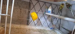 Love Birds