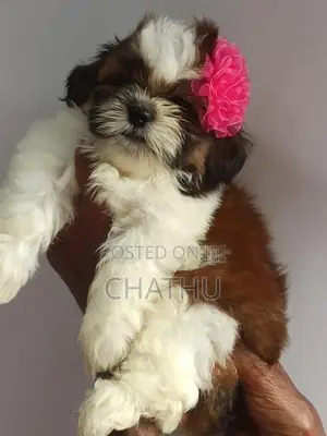Shih Tzu Puppies