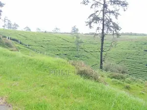 View Point Land for Sale Nuwara Eliya Road