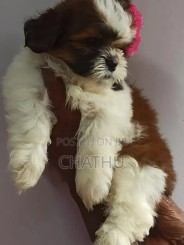 Shih Tzu Puppies