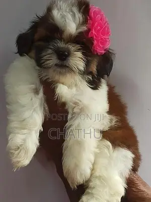Shih Tzu Puppies
