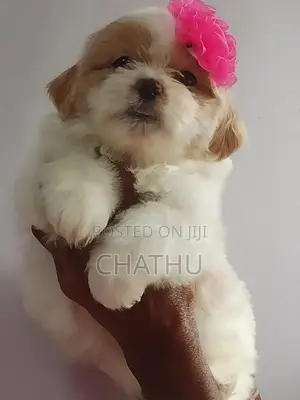 Shih Tzu Puppy