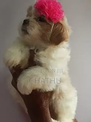 Shih Tzu Puppy