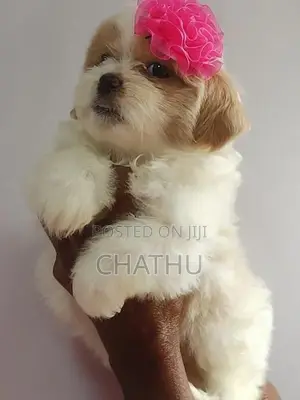 Shih Tzu Puppies