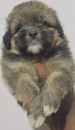 Shih Tzu Puppy