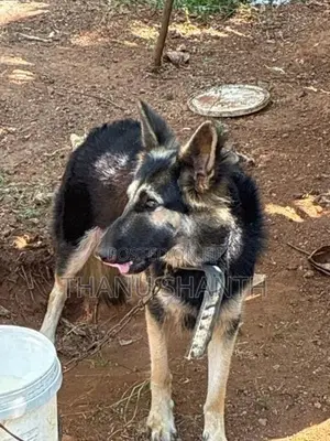 German Shepherd Dog