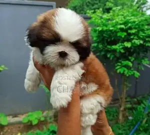 Shih Tzu Puppies