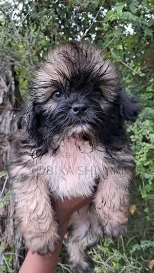 Shih Tzu Puppy