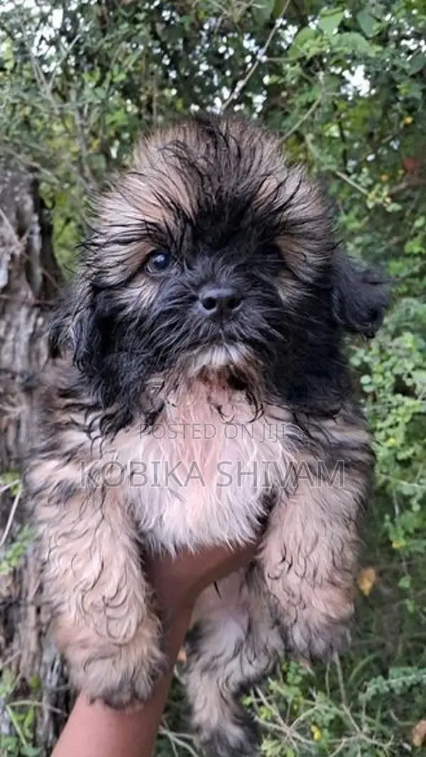 Shih Tzu Puppy