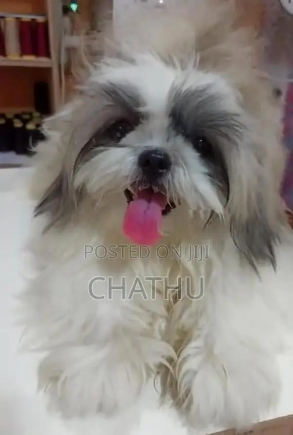 Shih Tzu Puppies