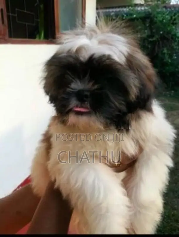 Shih Tzu Puppies