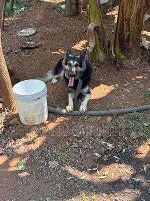 German Shepherd Dog