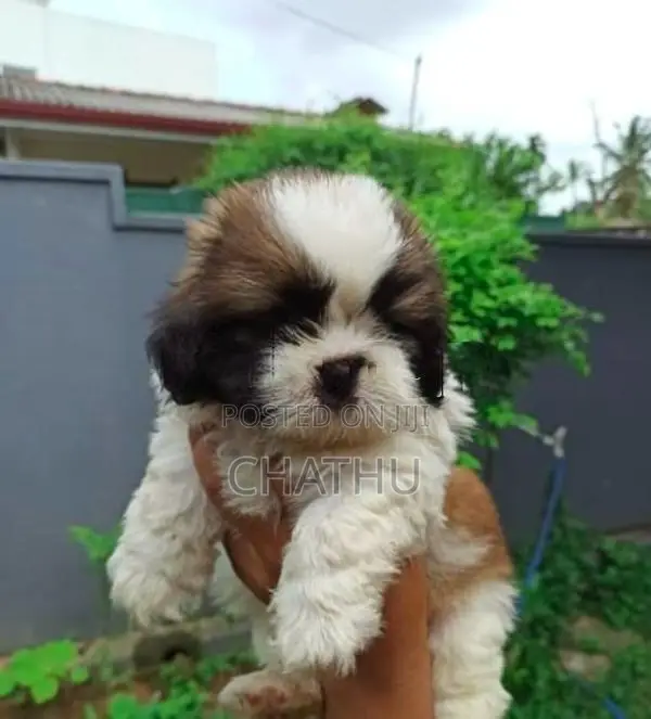 Shih Tzu Puppies