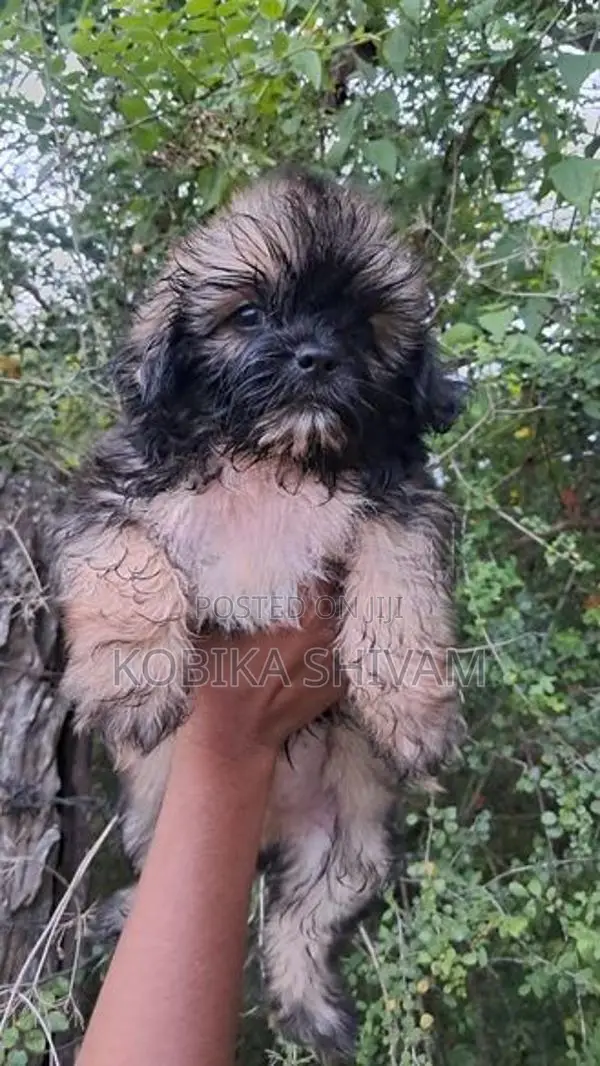 Shih Tzu Puppy