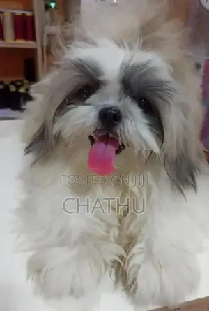 Shih Tzu Puppies