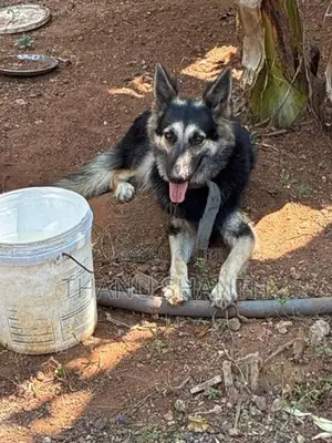 German Shepherd Dog