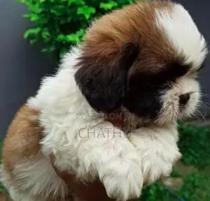 Shih Tzu Puppies