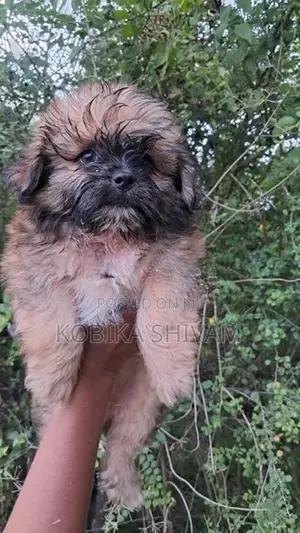Shih Tzu Puppy