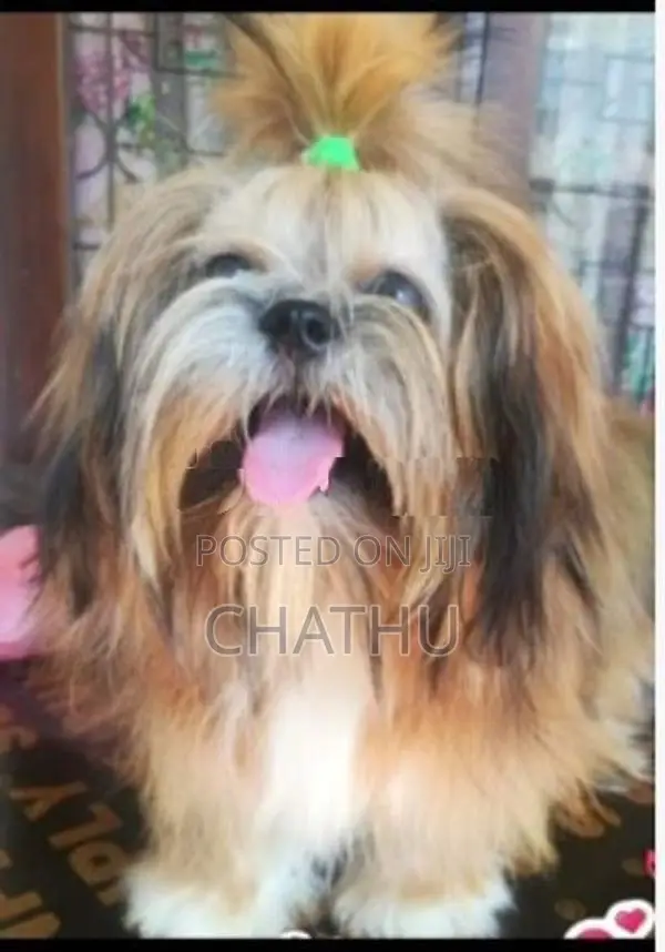 Shih Tzu Puppy